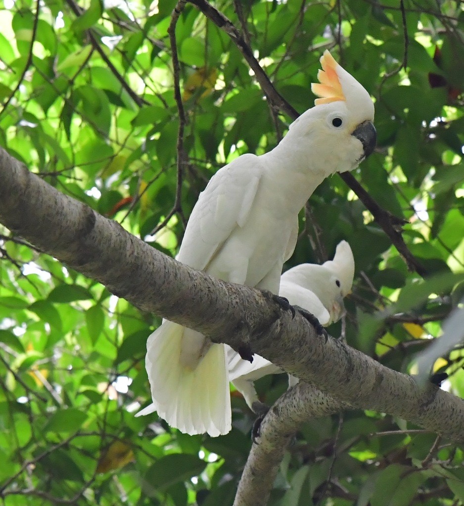 “Citroncrested Cockatoo” birdfinding.info