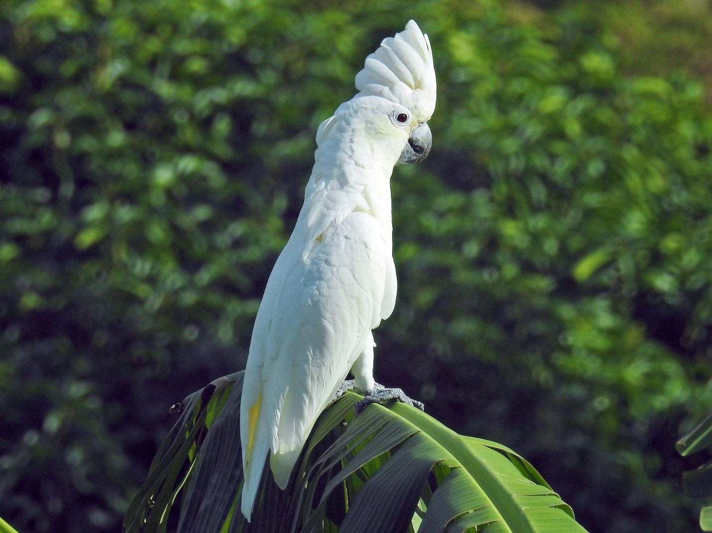 White Cockatoo birdfinding.info