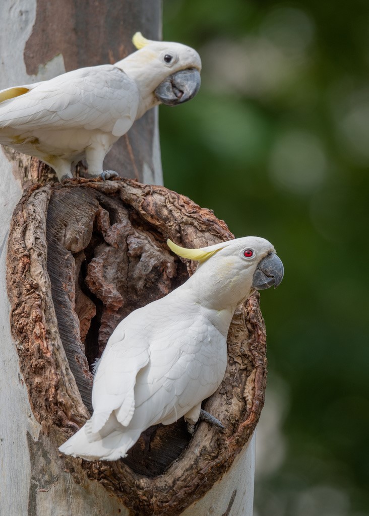 Yellowcrested Cockatoo birdfinding.info