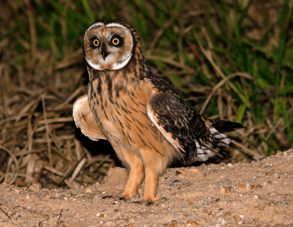 “Southern Shorteared Owl” birdfinding.info