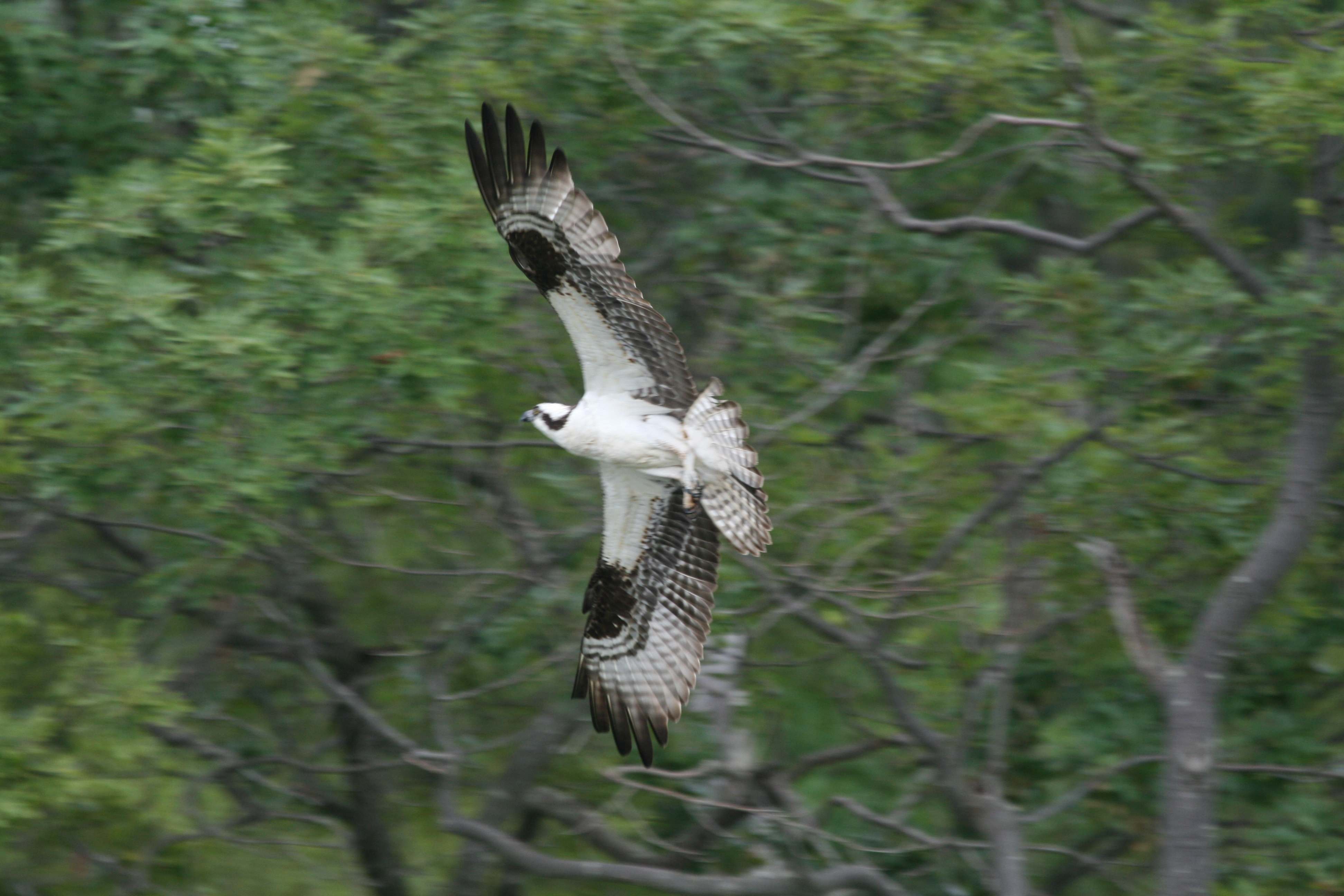 Ospreys Along the Atlantic Coast