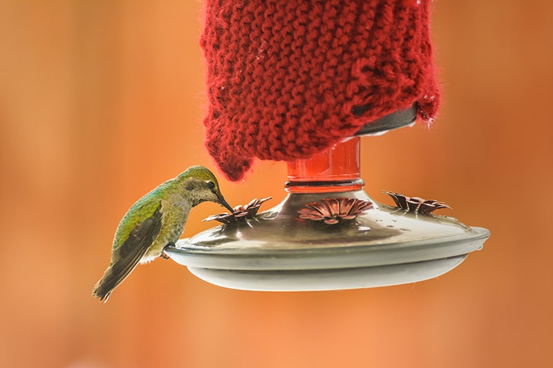 Can Hummingbirds Drink Cold Nectar? (Let’s Find Out)