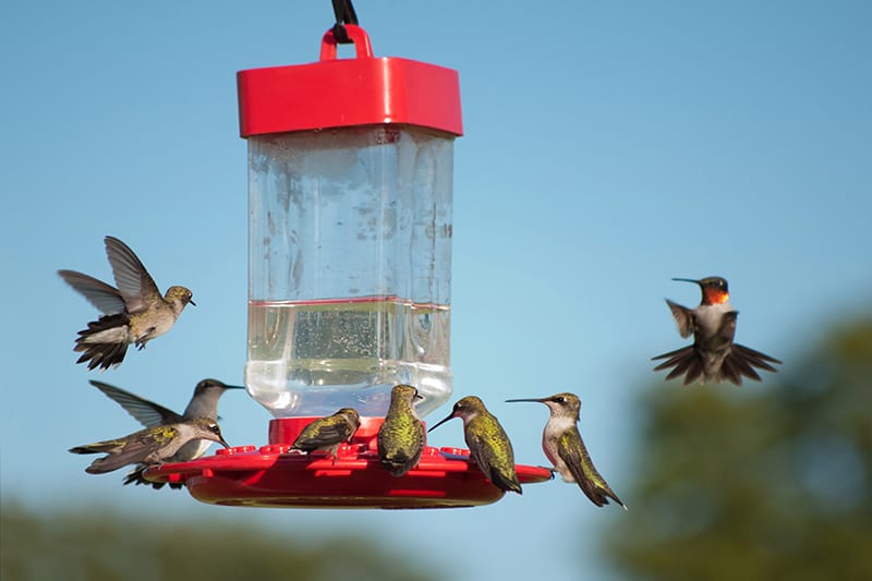 How Many Hummingbird Feeders Should You Have? (Answered)