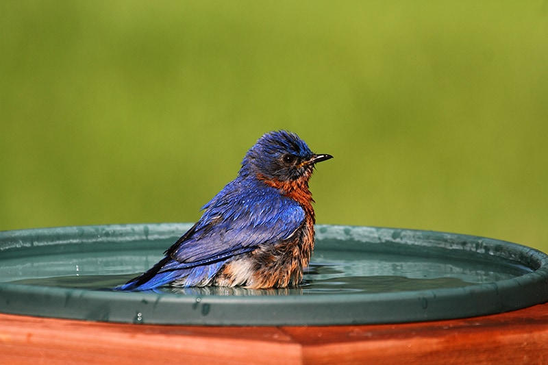 Are Heated Bird Baths Bad for Birds? (What You Should Know)