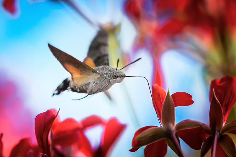 Can a Hummingbird Moth Hurt You? The Facts Explained