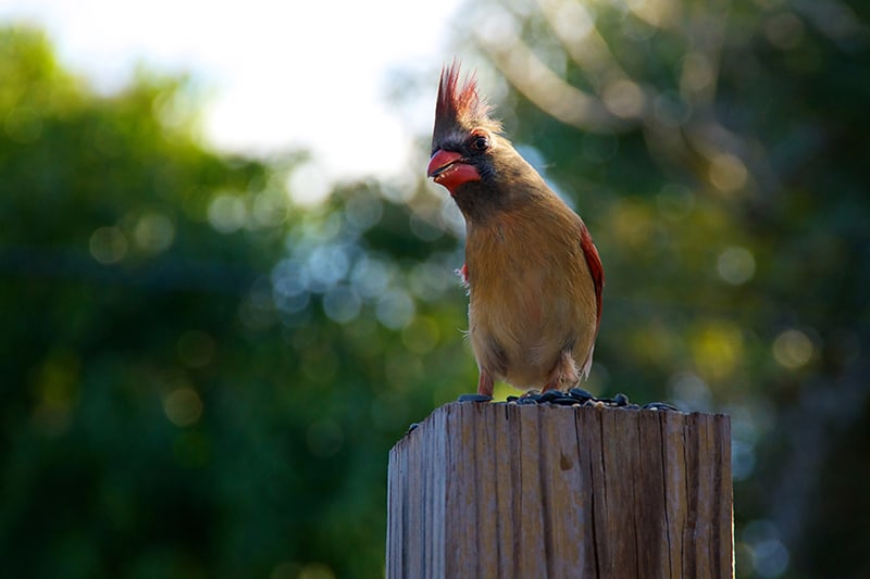 How Long Do Cardinals Typically Live in Florida?