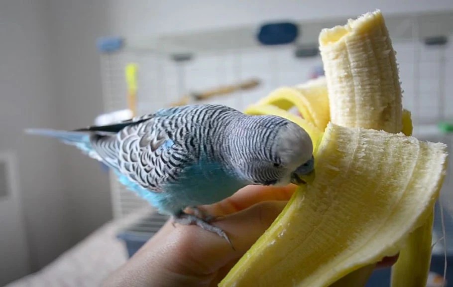 Can Budgies Eat Banana? Guide for Babies & Adults Bird Guidance