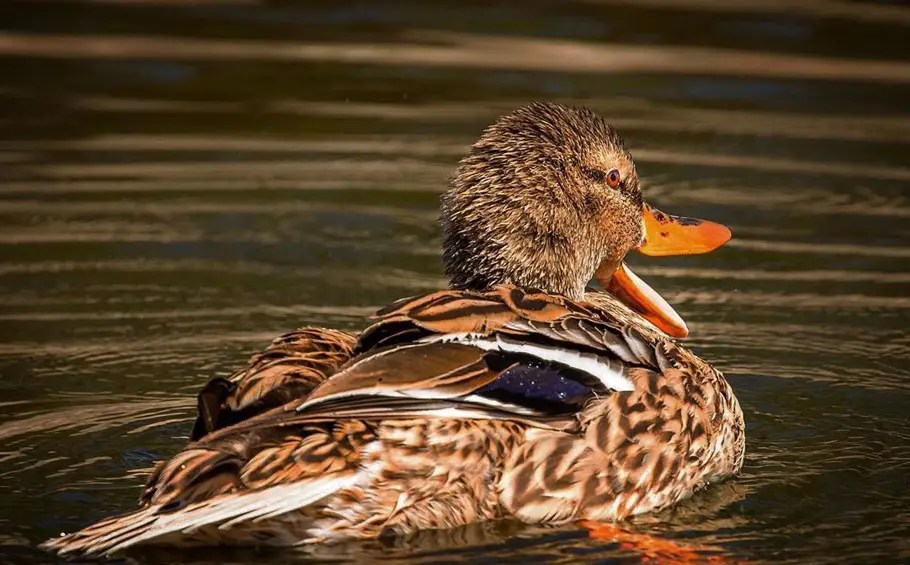 Do Ducks Have Ears? The Anatomy Explained! Bird Guidance
