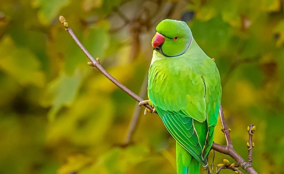 Green Birds In Florida 22 Species In Mother Nature Bird Guidance