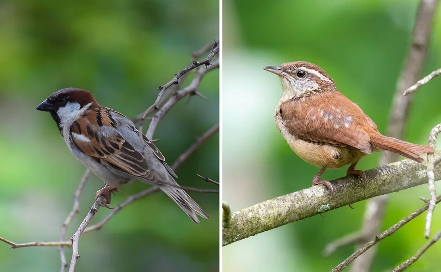Sparrow vs Wren 7 Major Differences You Must Remember Bird Guidance