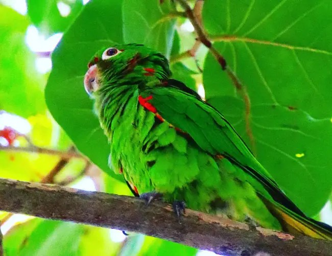 Green Birds In Florida 22 Species In Mother Nature Bird Guidance