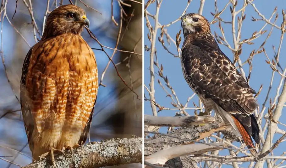 RedShouldered Hawk vs RedTailed Hawk 10 Differences Bird Guidance