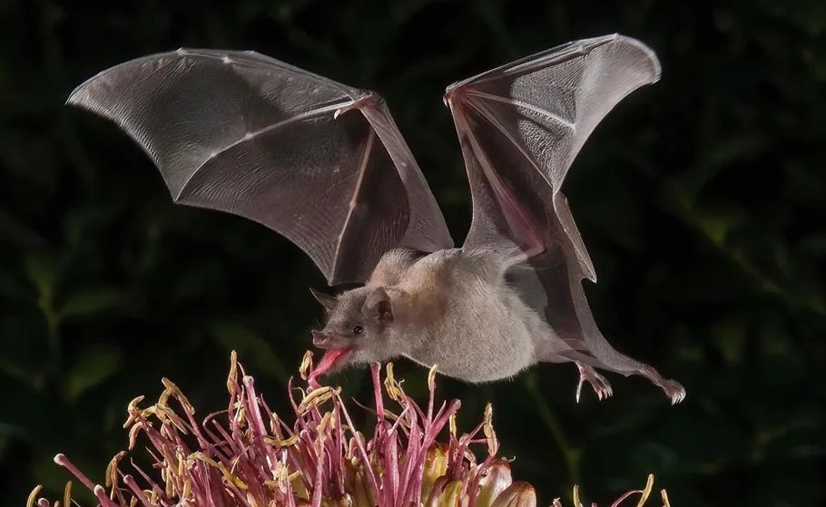 Bats In Unique Characteristics Of All 16 Local Species Bird