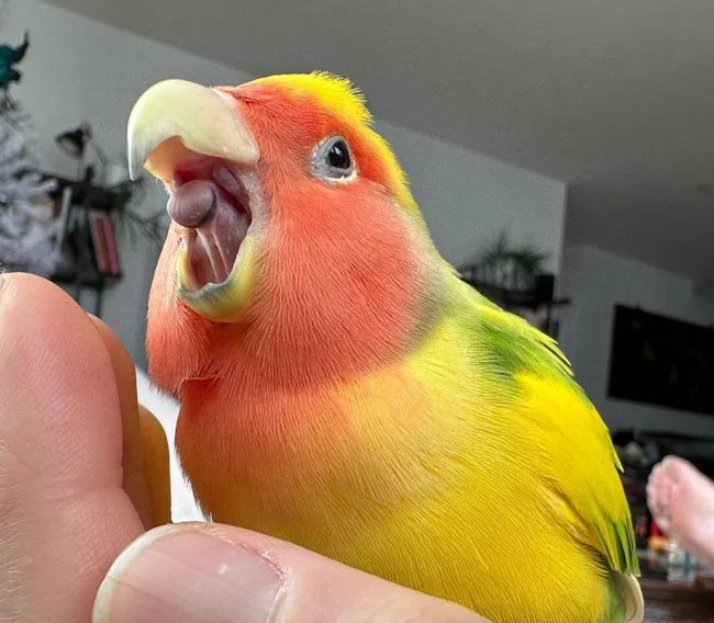 Do Birds Have Taste Buds Yes, They Do! Guide) Bird Guidance