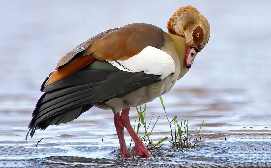 25 Enigmatic Birds That Start With E And Their Images Bird Guidance