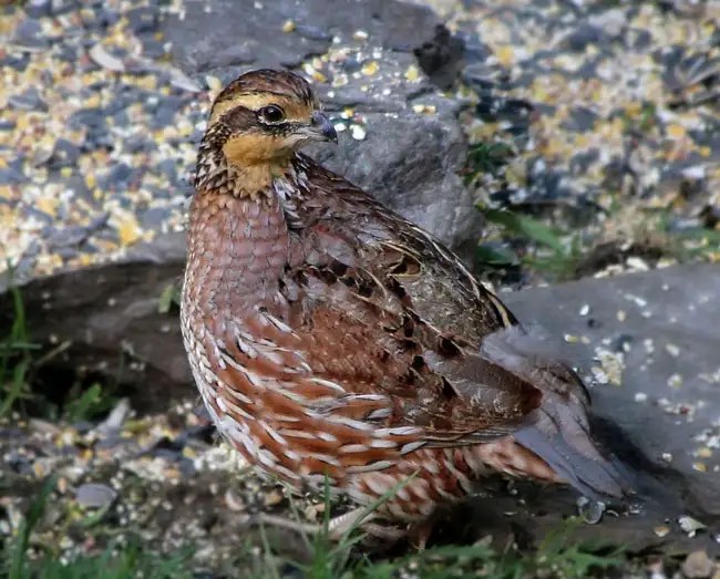 14 Partridge vs Quail Differences That Will Help You Identify Them Bird Guidance