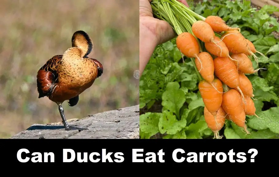 Can Ducks Eat Carrots? Nutritional Analysis and Guide Bird Guidance