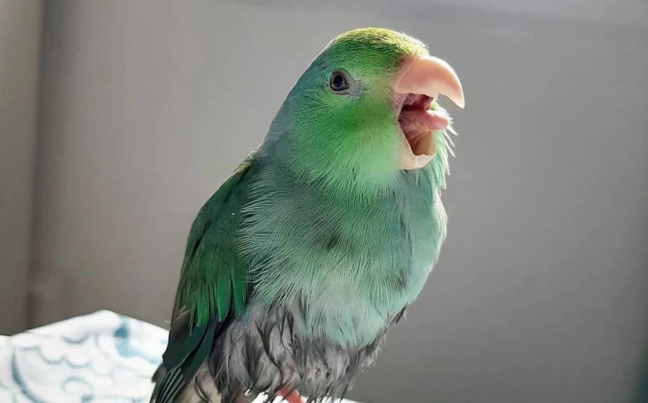 Do Birds Have Taste Buds Yes, They Do! Guide) Bird Guidance