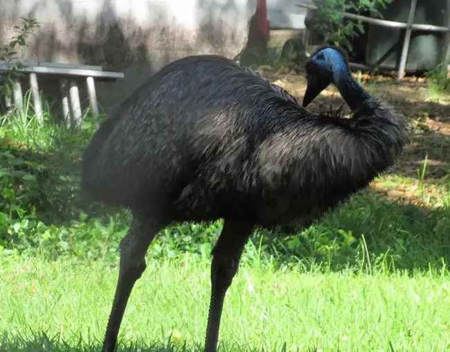 25 Enigmatic Birds That Start With E And Their Images Bird Guidance