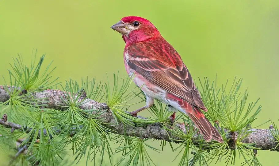 Finches In Illinois 11 Species You Should Look Out For Bird Guidance