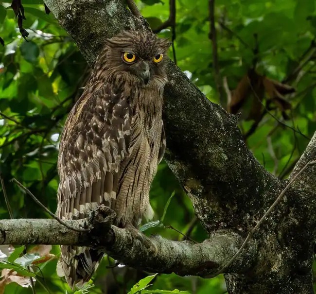 600+ Endearing Owl Names For Your Wise Pal Bird Guidance