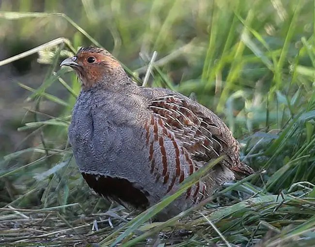 14 Partridge vs Quail Differences That Will Help You Identify Them Bird Guidance
