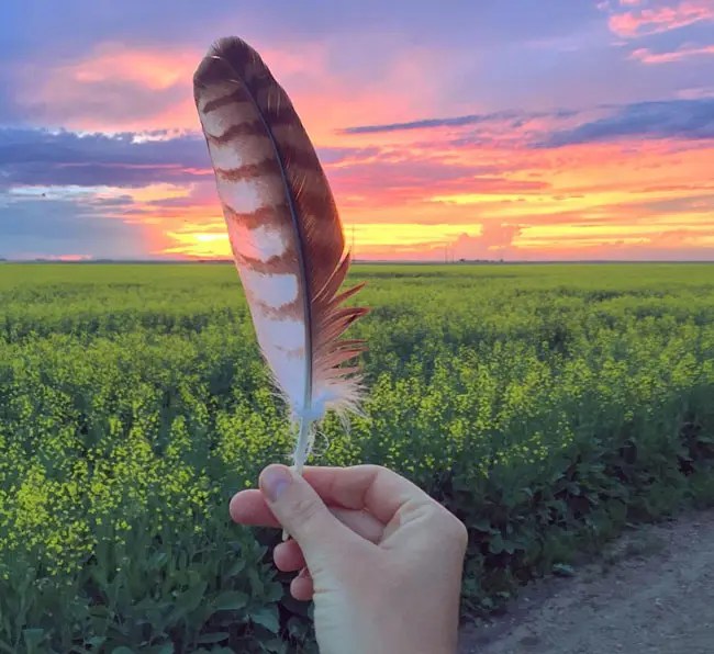 Hawk Feather Meanings 18 Mystique Insights Bird Guidance