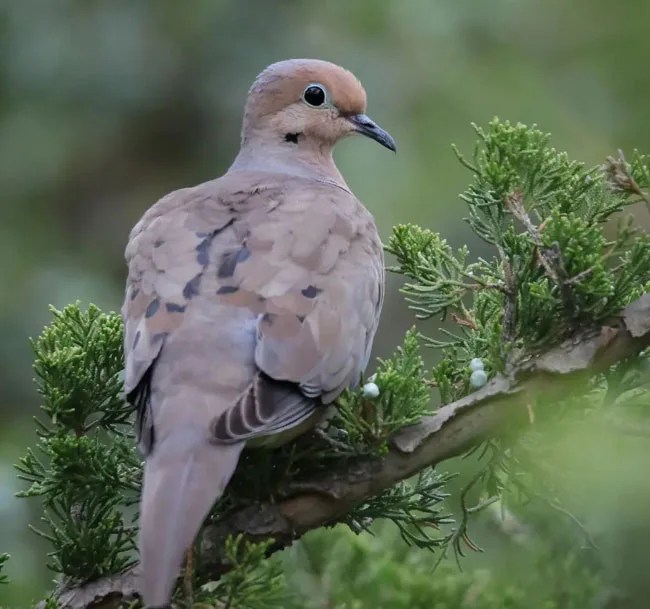 12 Graceful Dove Species In Florida That Bring Peace in Nature Bird