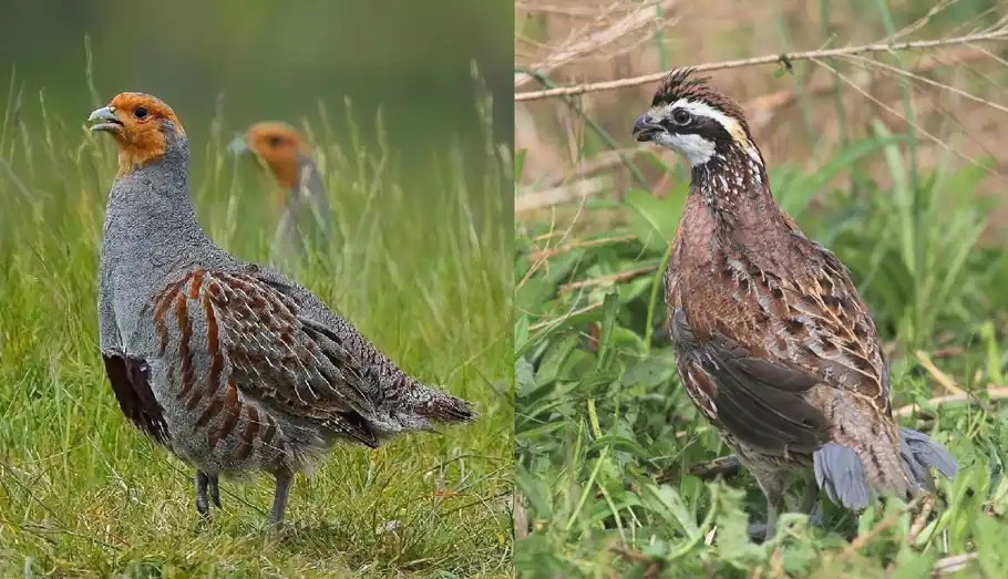 Quail Farming In India Complete Guidance On Quail Bird