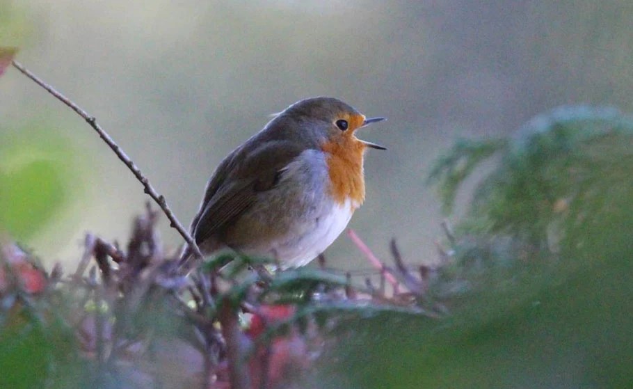 19 Red Robin Meanings To Shower You With Positivity Bird Guidance