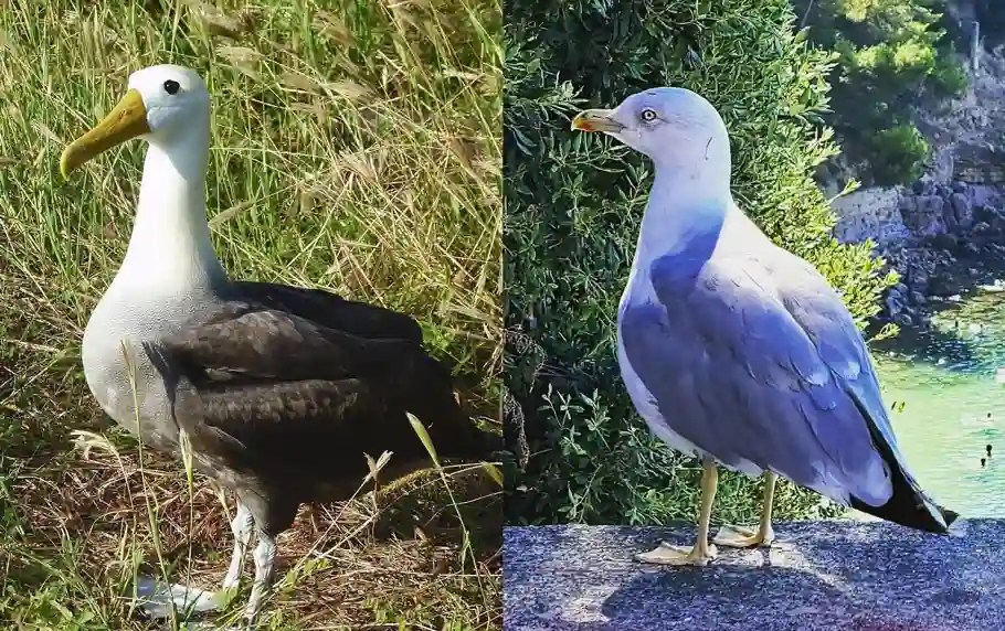 Albatross vs Seagull So Different, Yet So Similar! Bird Guidance