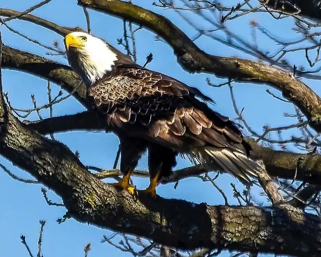 Eagles In Virginia 4 Species And Everything You Should Know Bird