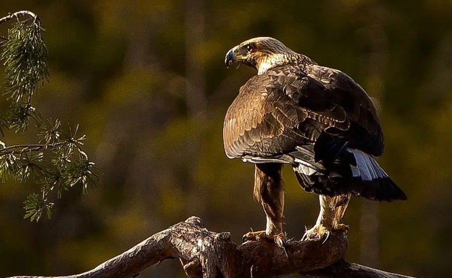Eagles In Virginia 4 Species And Everything You Should Know Bird