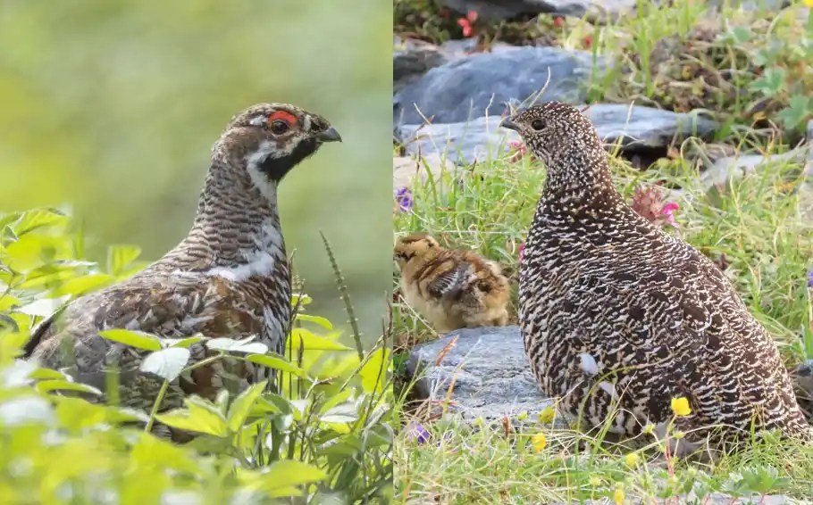 Grouse vs Ptarmigan Are They One And The Same? Bird Guidance