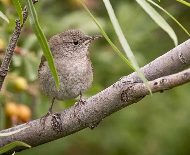 House Wren vs Carolina Wren The Wren Showdown Bird Guidance