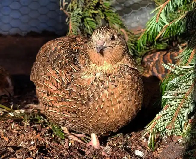 Quail vs Pheasant 15 Unique Differences Between Grounddweller Cousins