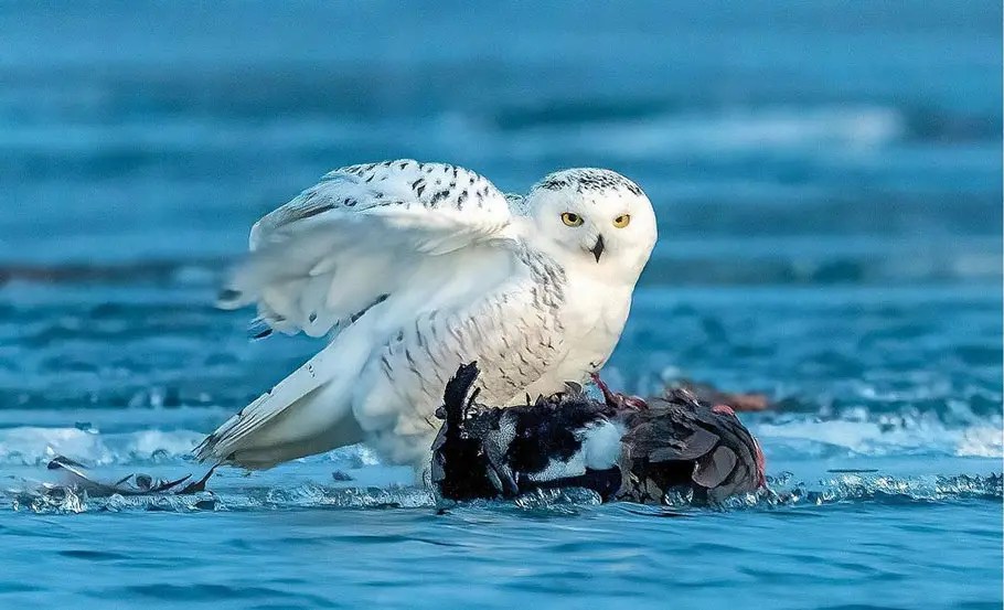 Owls In Maine 12 Species To Look Out For Bird Guidance