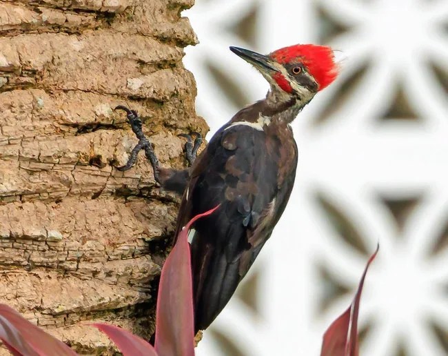 11 Types Woodpeckers in Iowa You’ll Find Bird Guidance