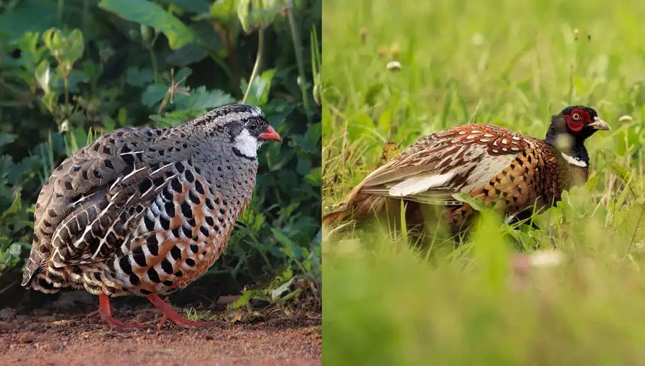 Quail vs Pheasant 15 Unique Differences Between Grounddweller Cousins