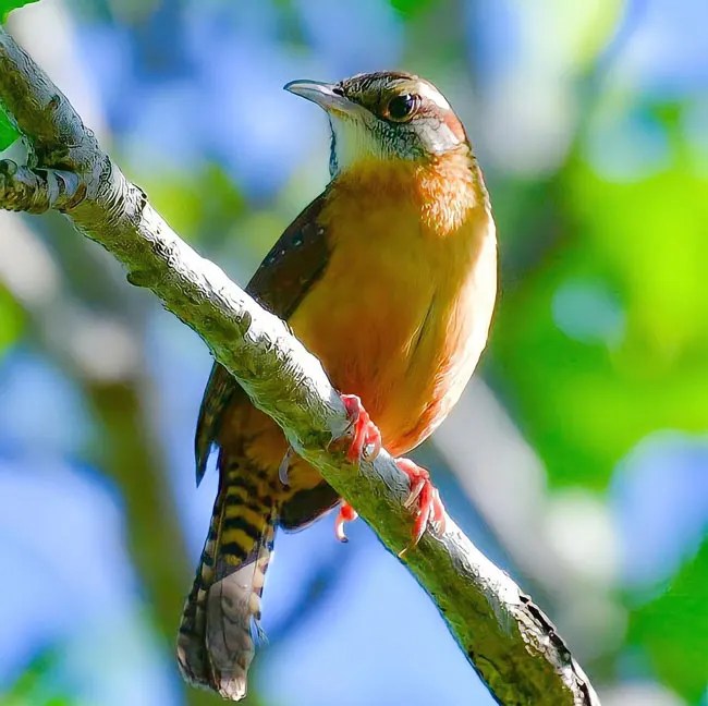 House Wren vs Carolina Wren The Wren Showdown Bird Guidance