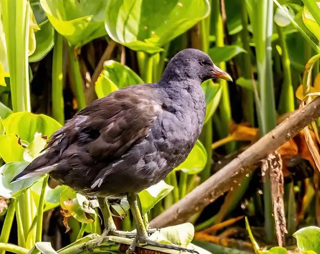 15 Unique Birds That Sound Like Frogs Bird Guidance