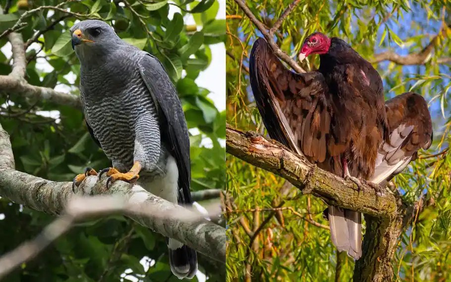 Hawk vs Vulture Glide Through The Mysterious World Of Accipitriformes