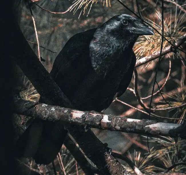 Single Black Crow Meaning & Symbolism Is Something Bad About to Happen