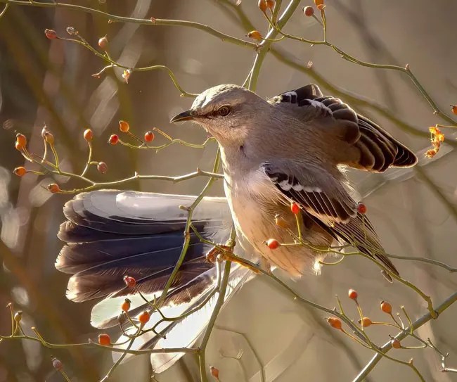 15 Unique Birds That Sound Like Frogs Bird Guidance