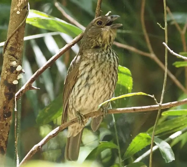 8 Quirky Birds That Sound Like Cats Decoding Bird Calls Bird Guidance