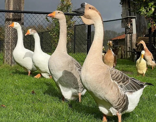 Rouen Duck Lifespan, Behavior & Many More With Male Vs. Female