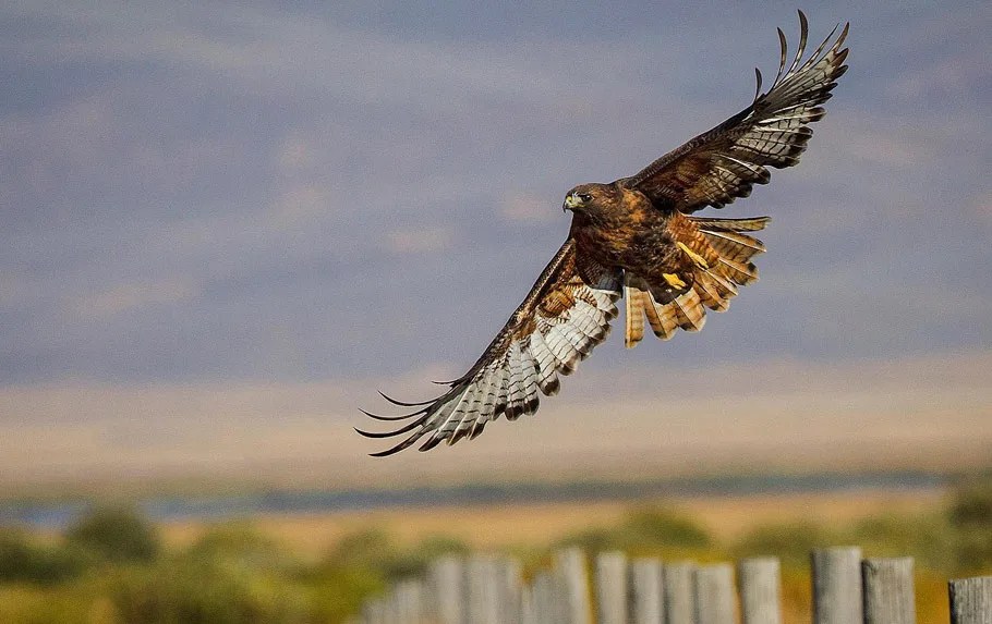 Redtailed Hawk Spotting the Differences Between Male Vs. Female