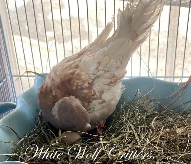 Ringneck Dove Longevity, Colors, Vocalization With Male Vs. Female Comparison Bird Guidance