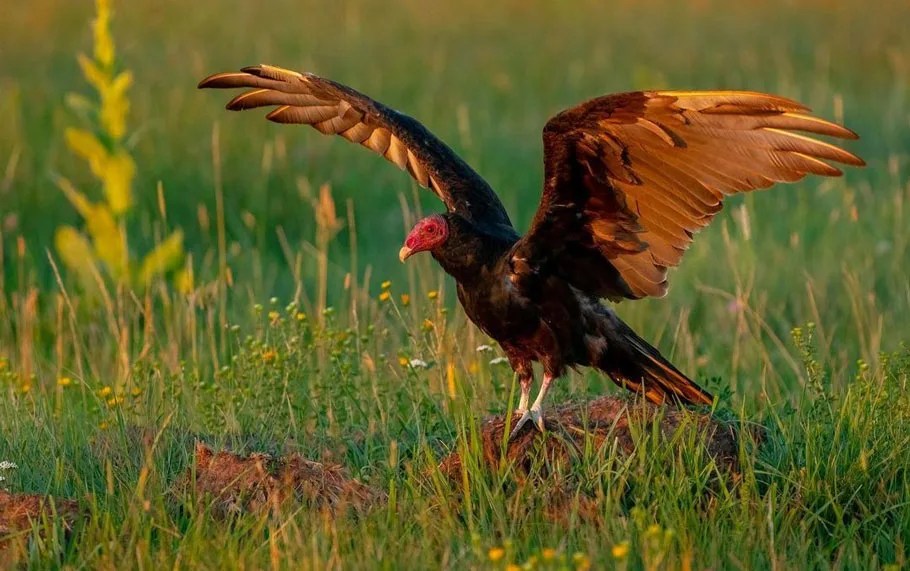 Turkey Vulture Sound, Diet, Predators With Male Vs. Female Comparison