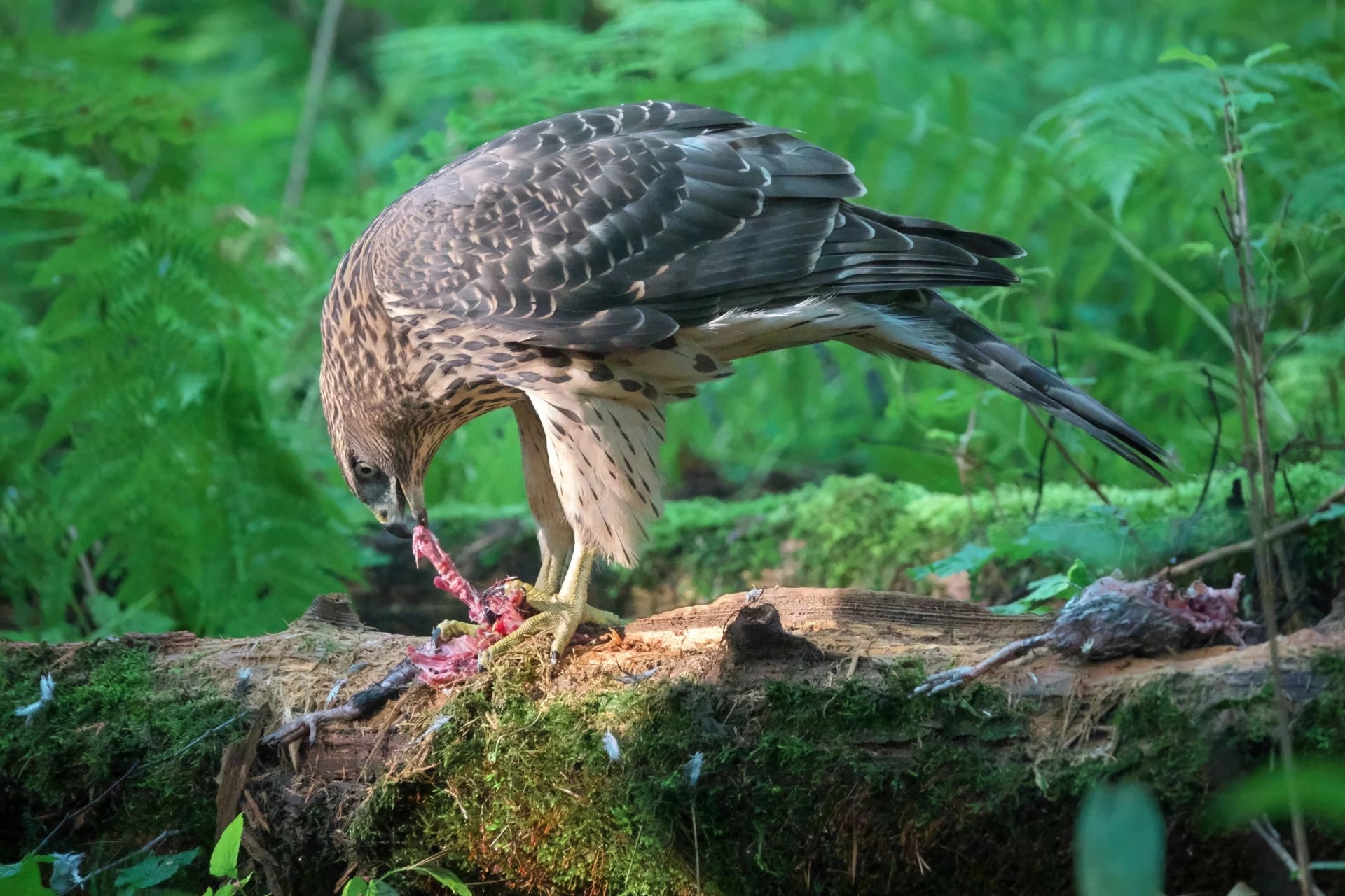 Do Hawks Eat Baby Birds? Learn The Reasons & Ways To Protect